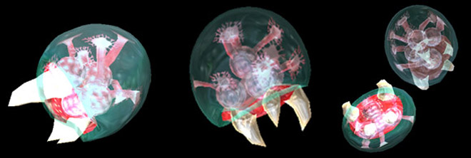Metroid Larva Metroid Larva